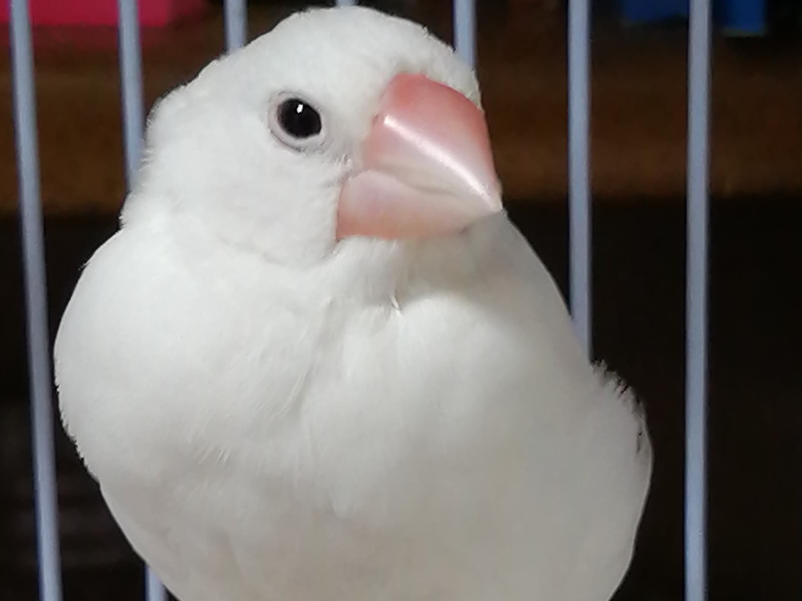 ぴーちゃん ぴーちゃん