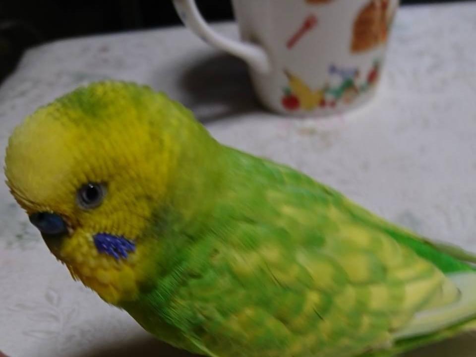 ピーちゃん ピーちゃん