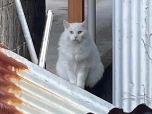 目撃された猫 目撃された猫