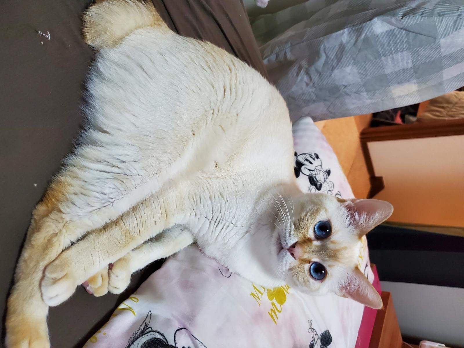 ミーちゃん ミーちゃん