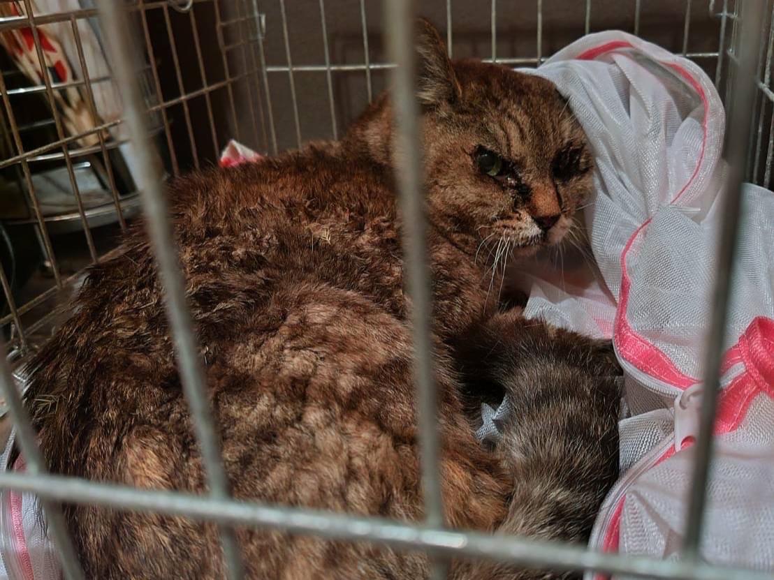 保護された猫 保護された猫