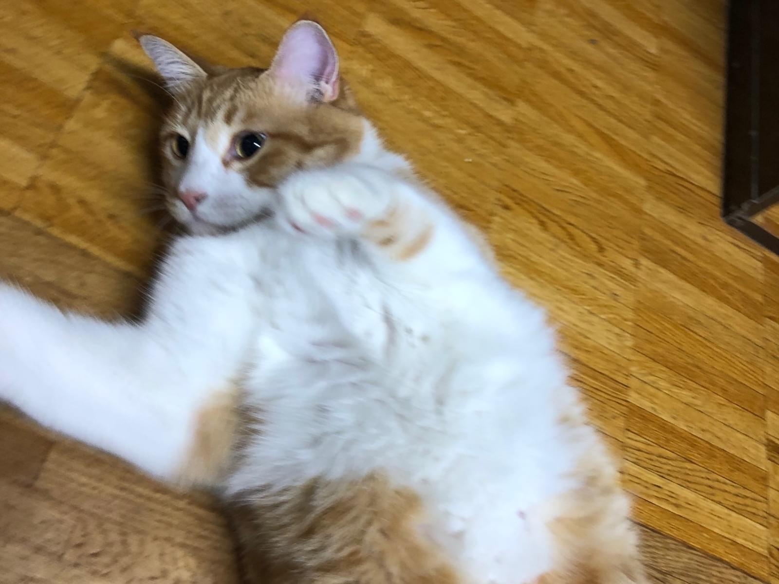ちゃちゃん ちゃちゃん