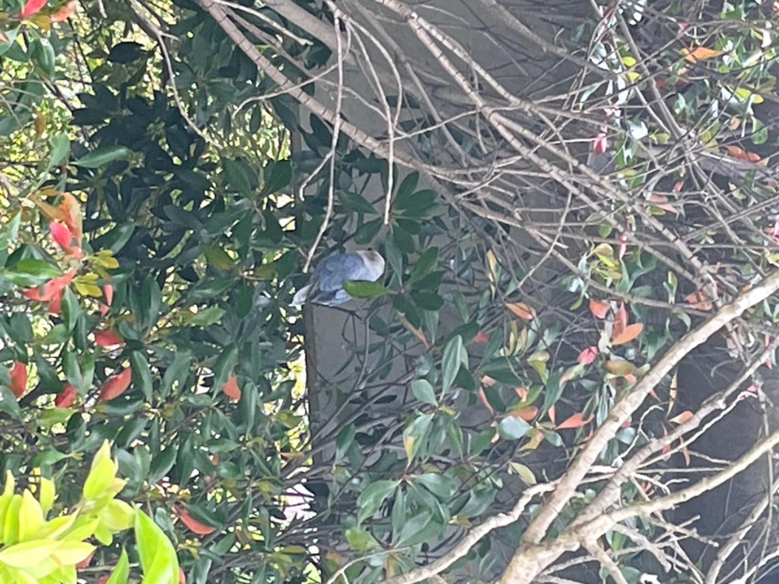 目撃された鳥 目撃された鳥