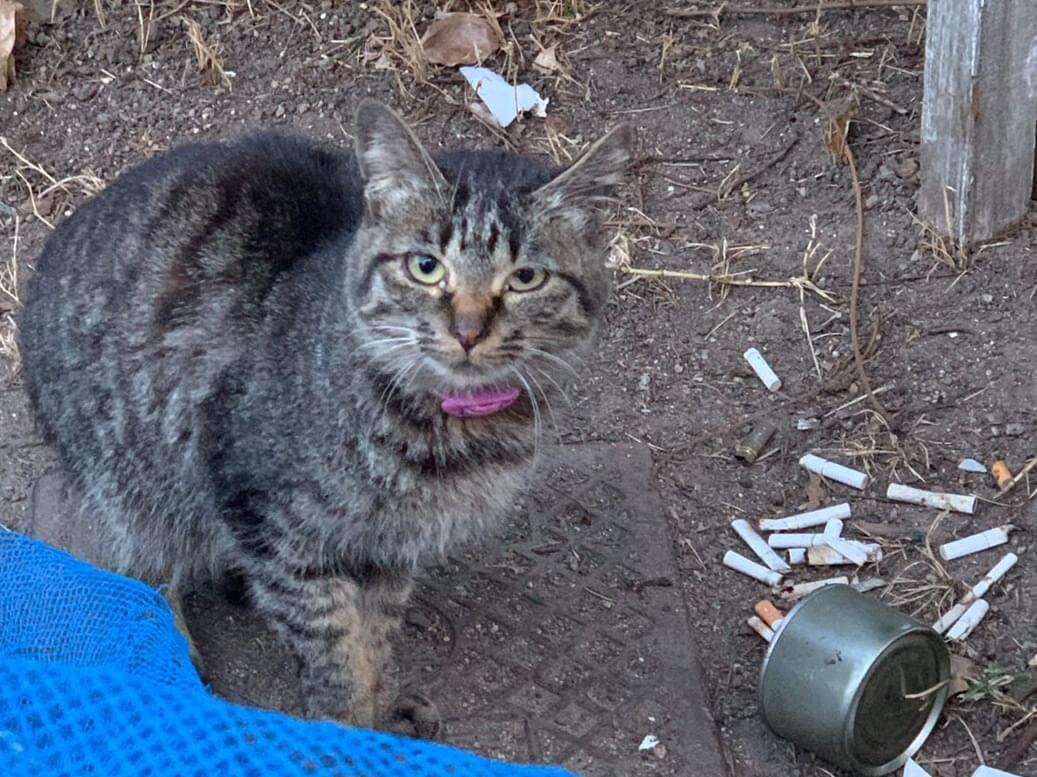 目撃された猫 目撃された猫