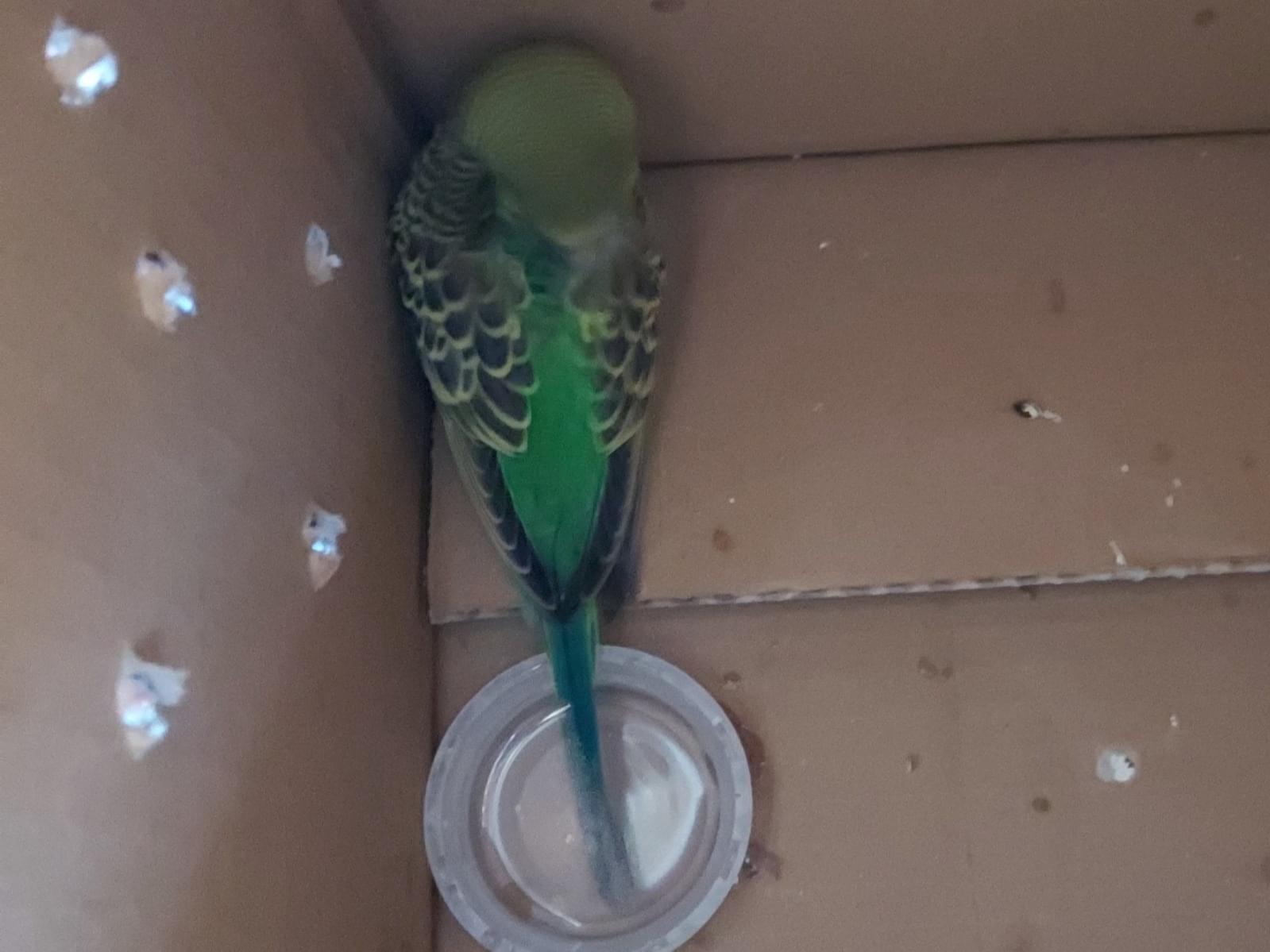 保護された鳥 保護された鳥