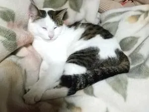 白が多いキジトラ白の猫です