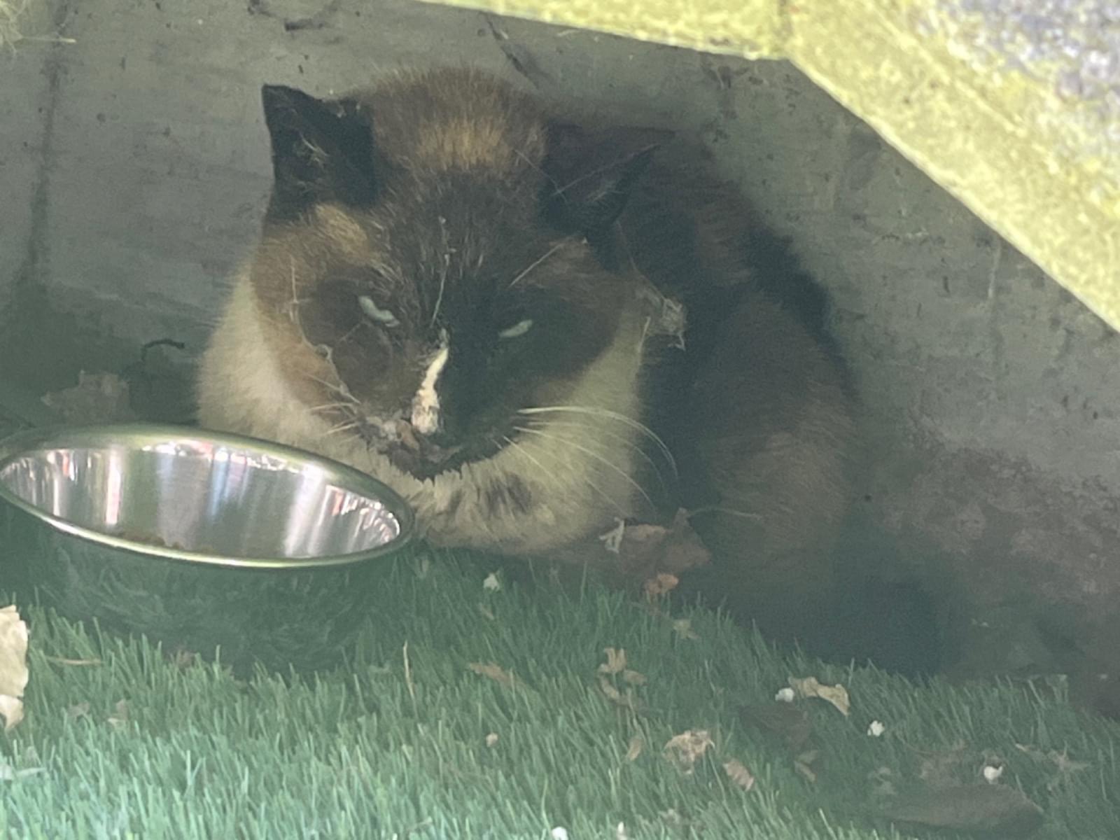 目撃された猫 目撃された猫
