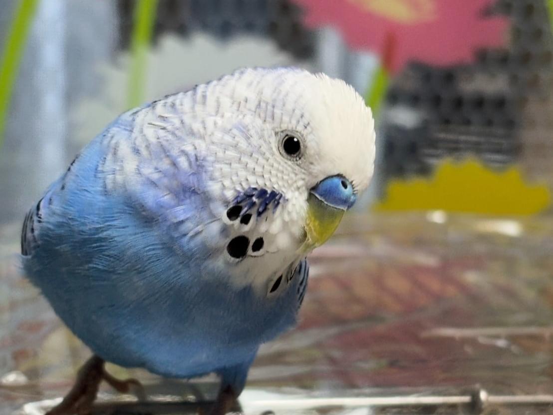 そらちゃん