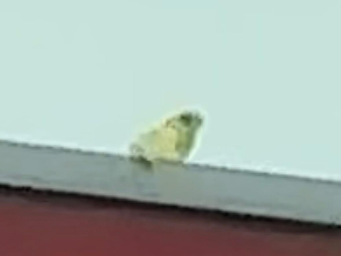 目撃された鳥 目撃された鳥