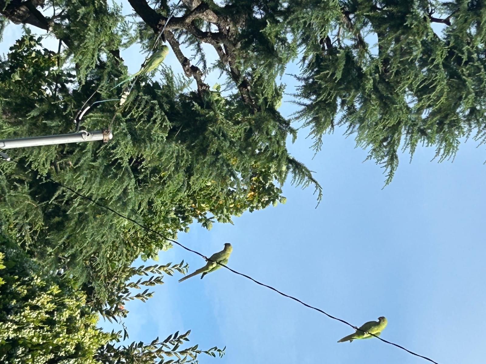 目撃された鳥