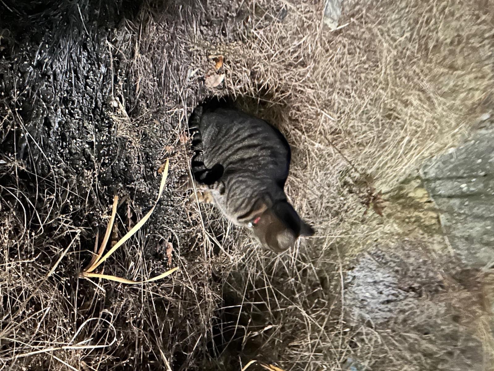 目撃された猫 目撃された猫