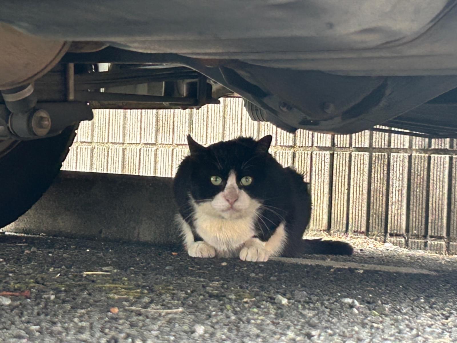 目撃された猫 目撃された猫