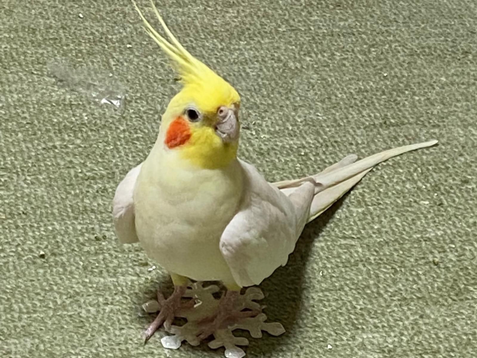 めえちゃん めえちゃん