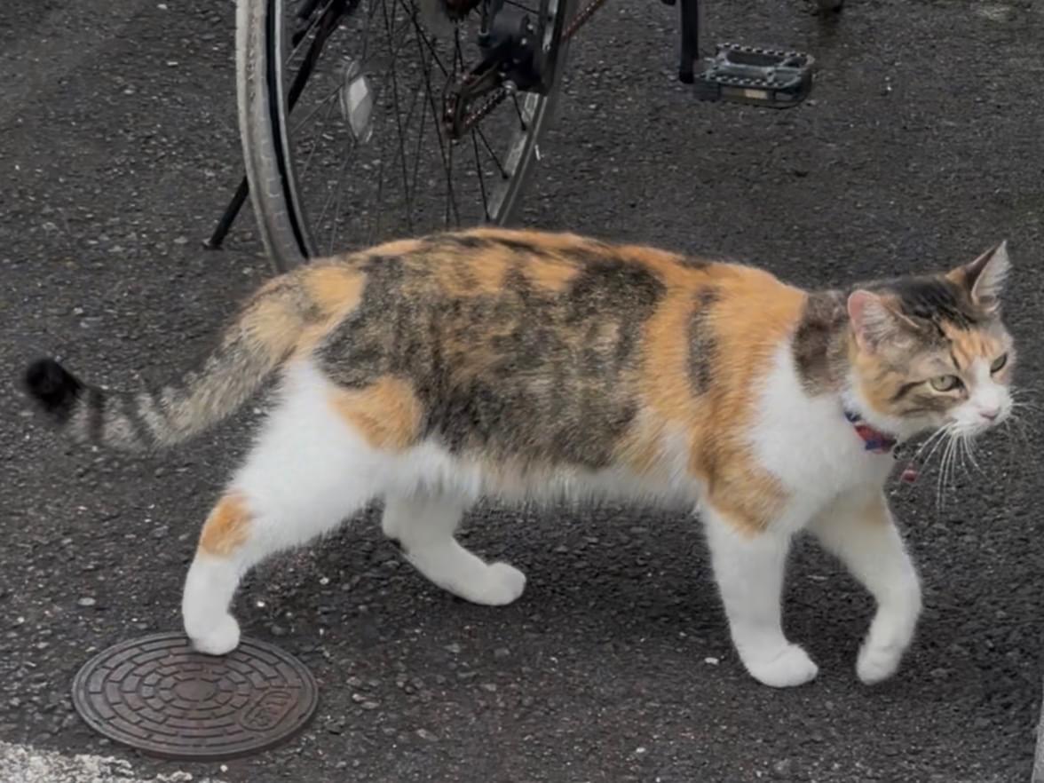 目撃された猫