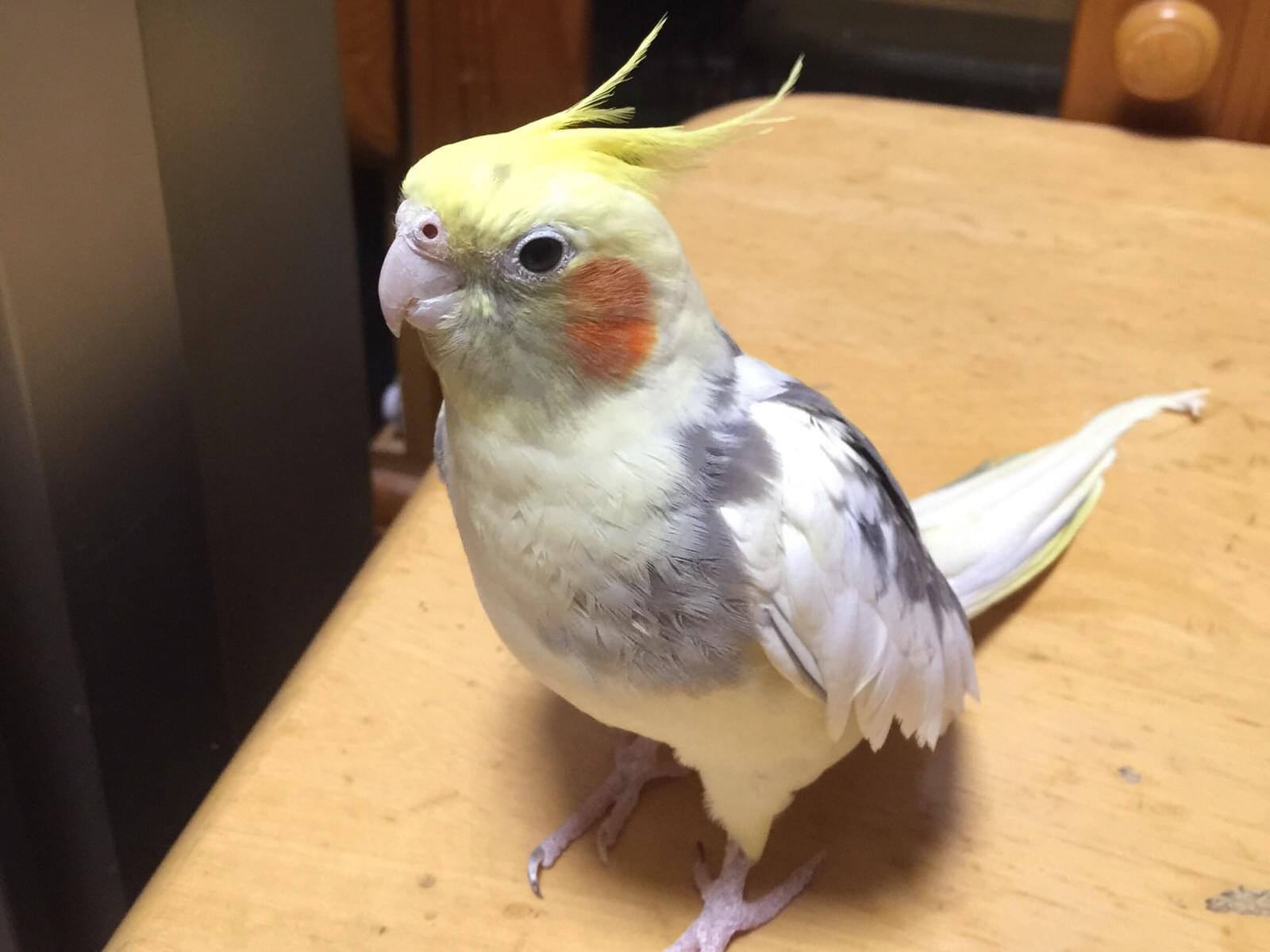 くうちゃん くうちゃん