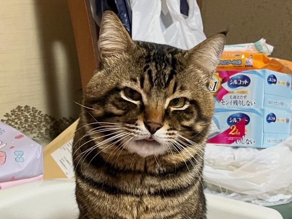 ショコラちゃん ショコラちゃん