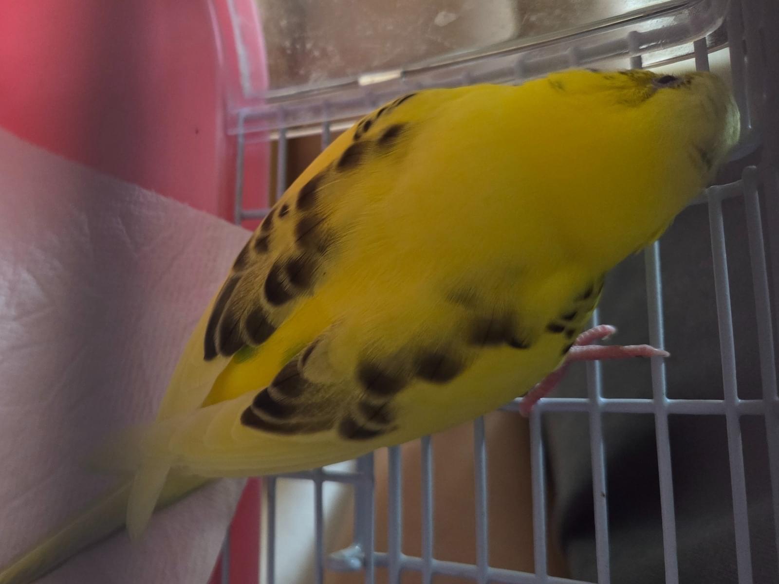 保護された鳥 保護された鳥
