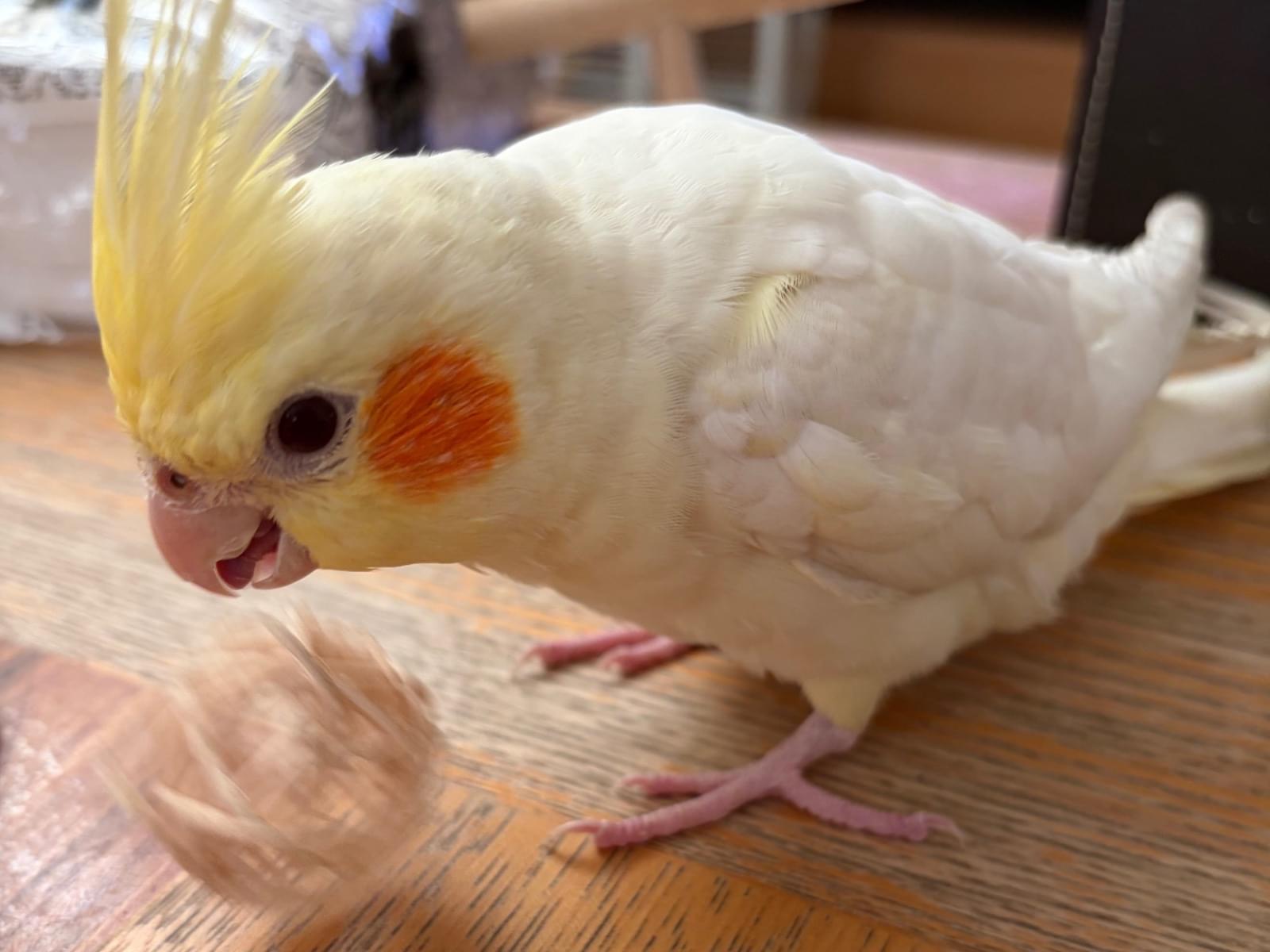 ほっぺちゃん