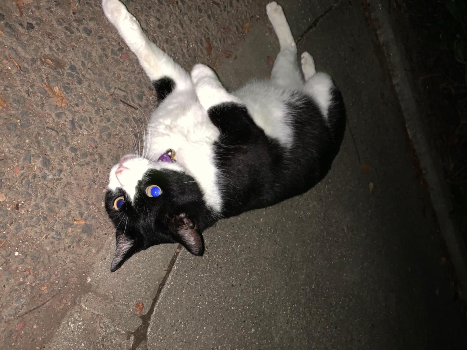 目撃された猫 目撃された猫