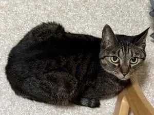 全国の迷子の猫 (5447件)