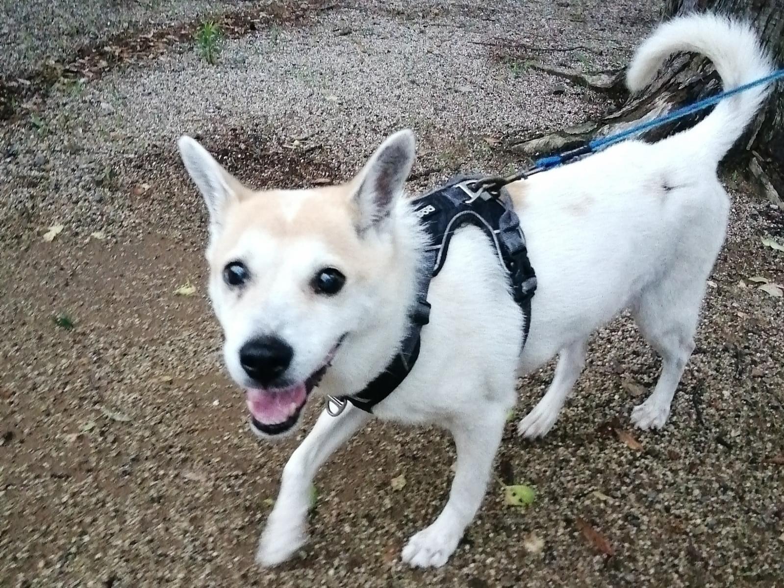 保護された犬 保護された犬