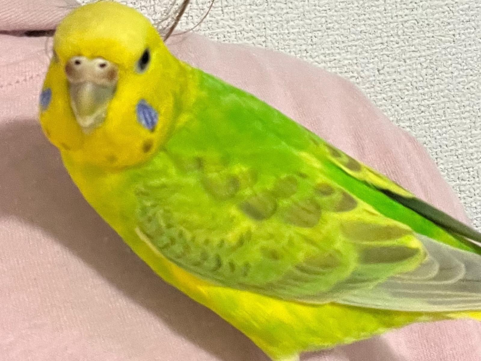 あずきちゃん あずきちゃん