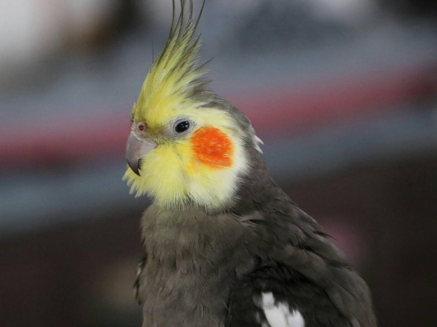 クーちゃん クーちゃん