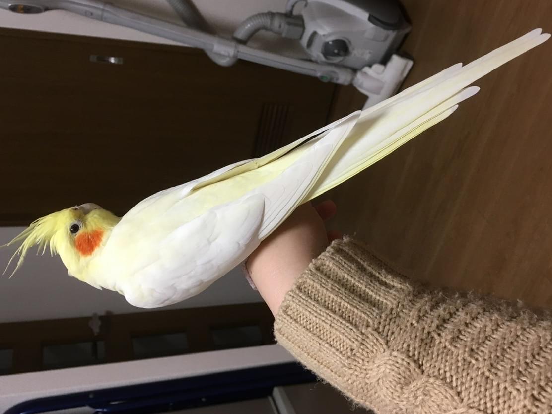 チーコちゃん チーコちゃん