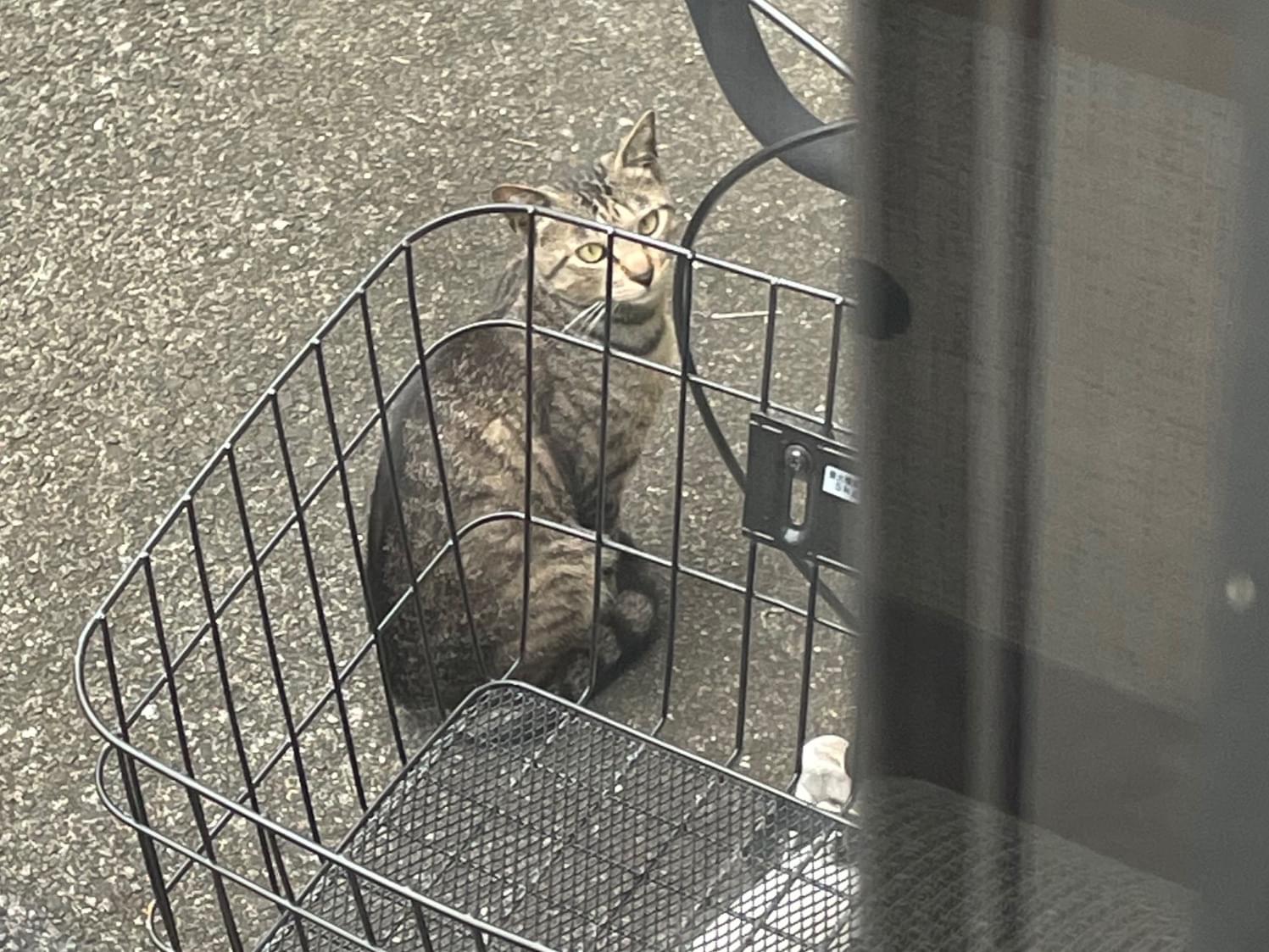 目撃された猫 目撃された猫