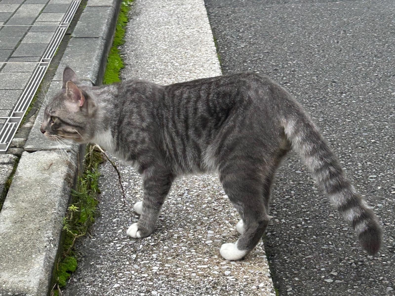目撃された猫 目撃された猫