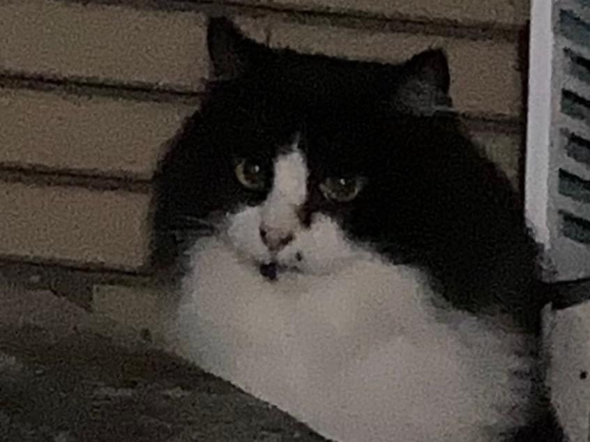 目撃された猫 目撃された猫