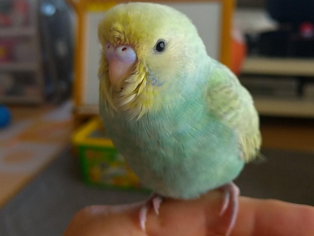 モモちゃん モモちゃん