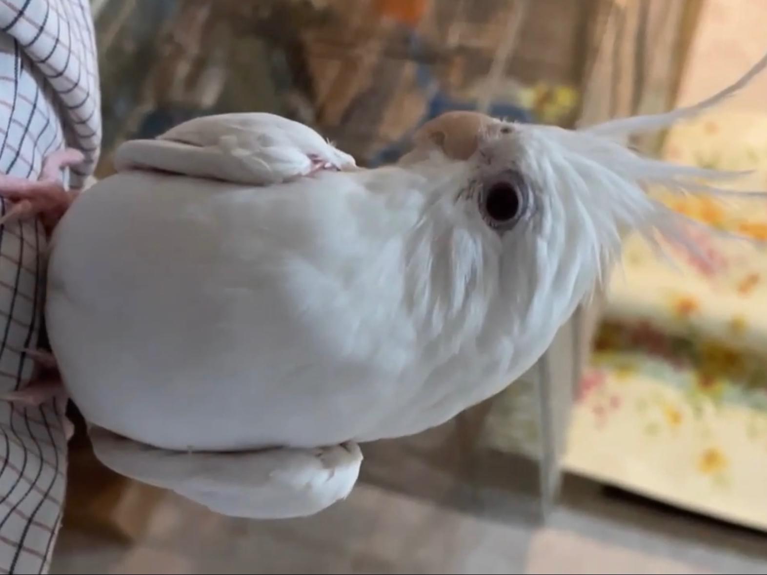 リリちゃん リリちゃん