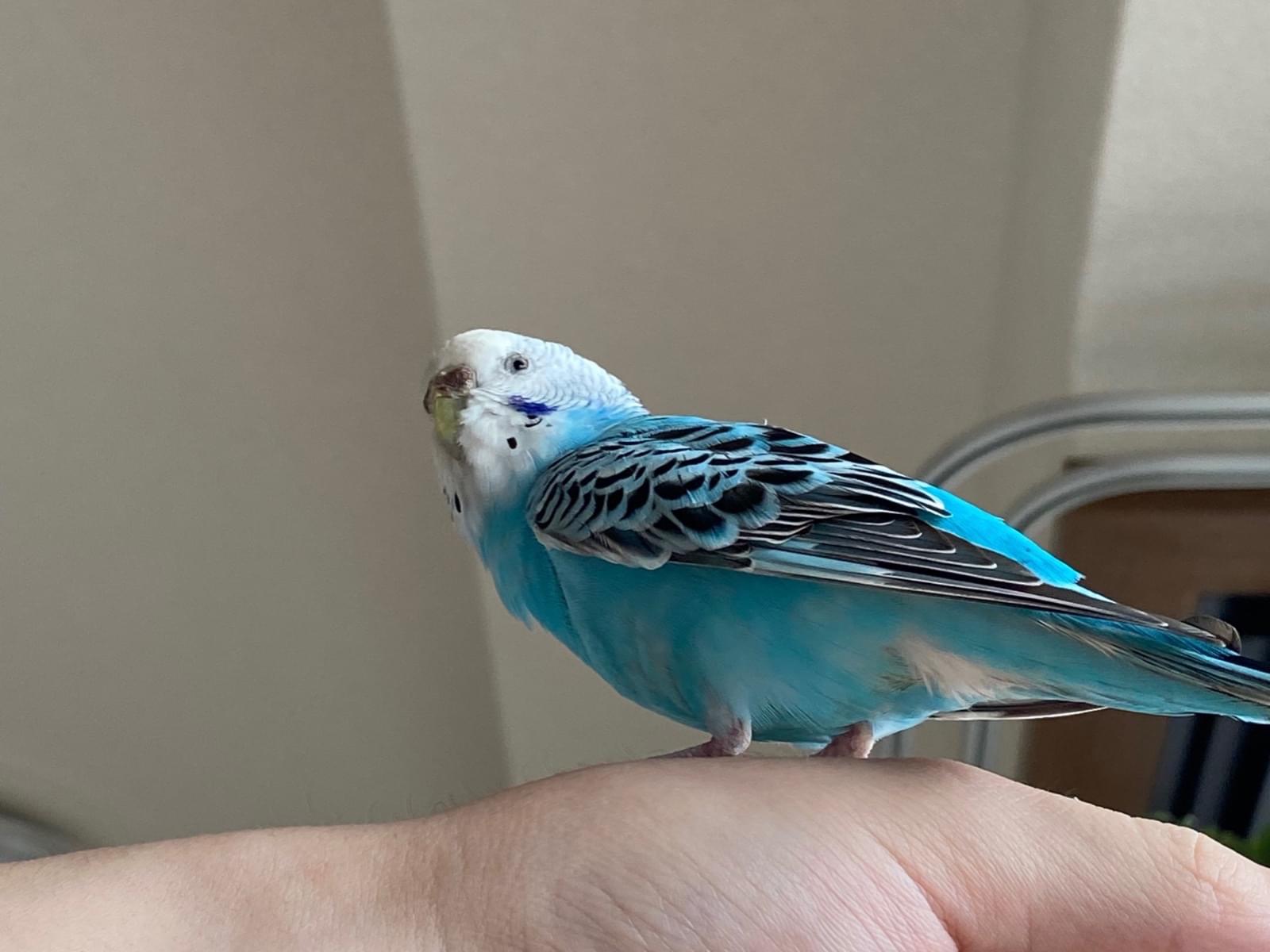保護された鳥 保護された鳥