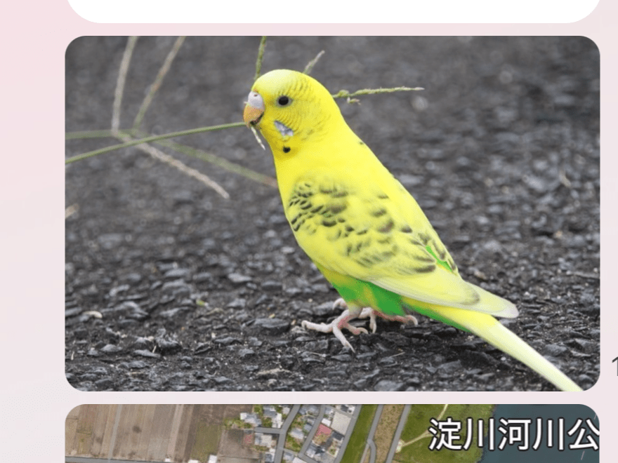 目撃された鳥 目撃された鳥