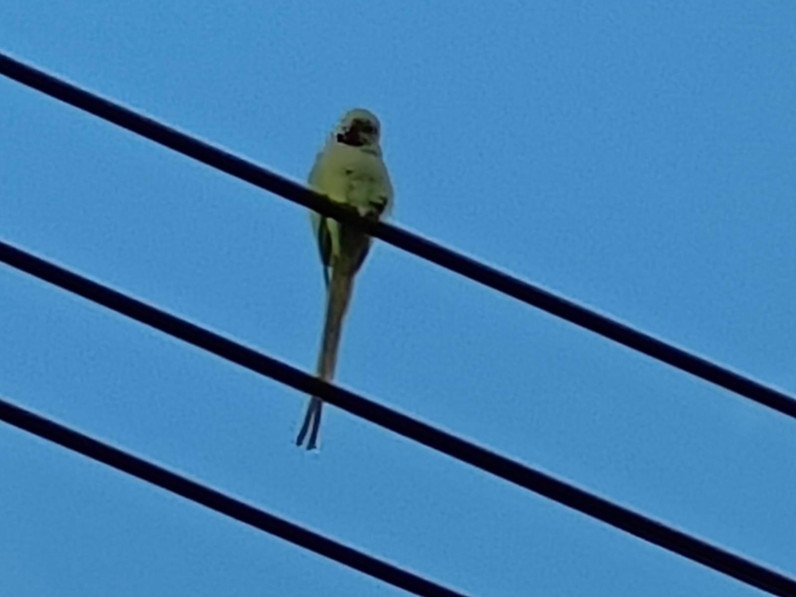 目撃された鳥 目撃された鳥