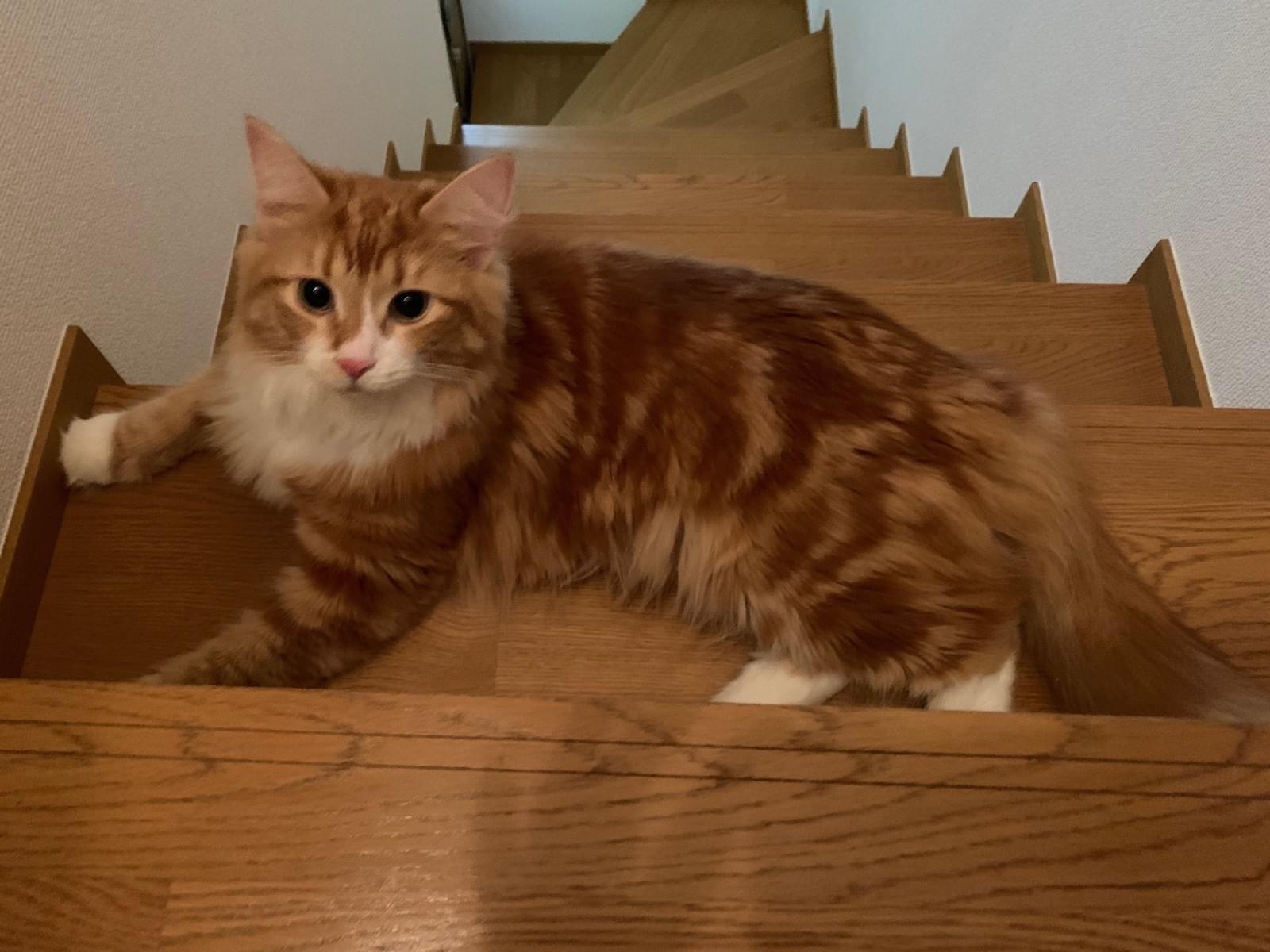 オリオンちゃん