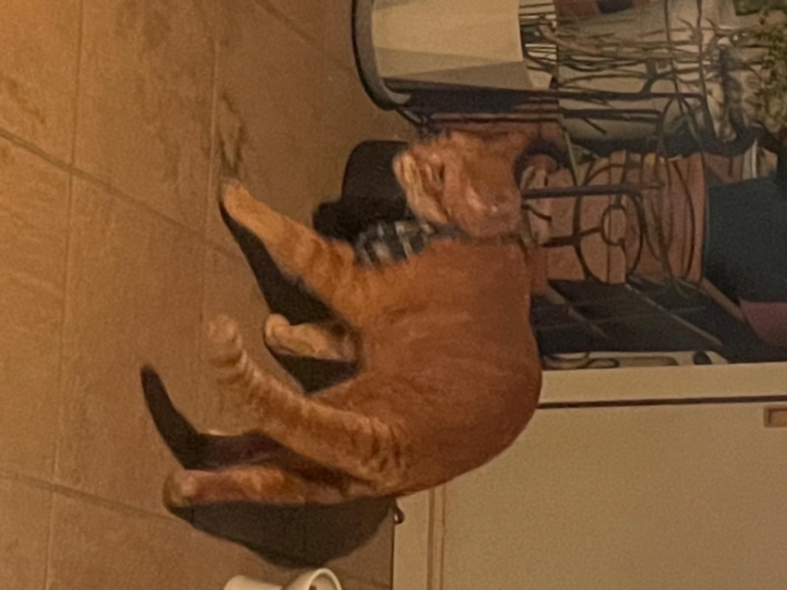 目撃された猫 目撃された猫