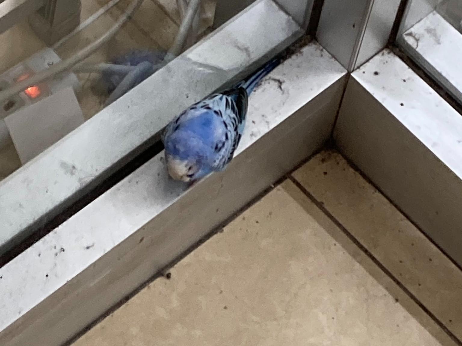 保護された鳥 保護された鳥
