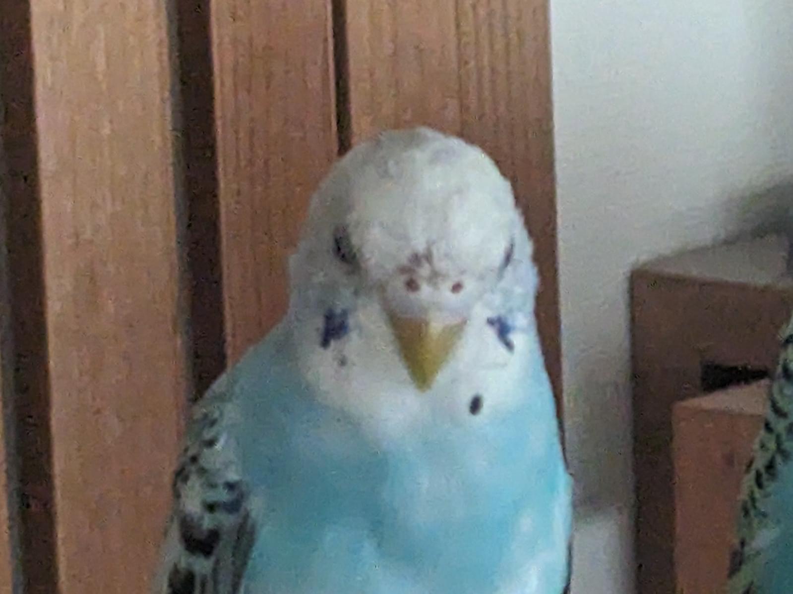 ソラちゃん ソラちゃん