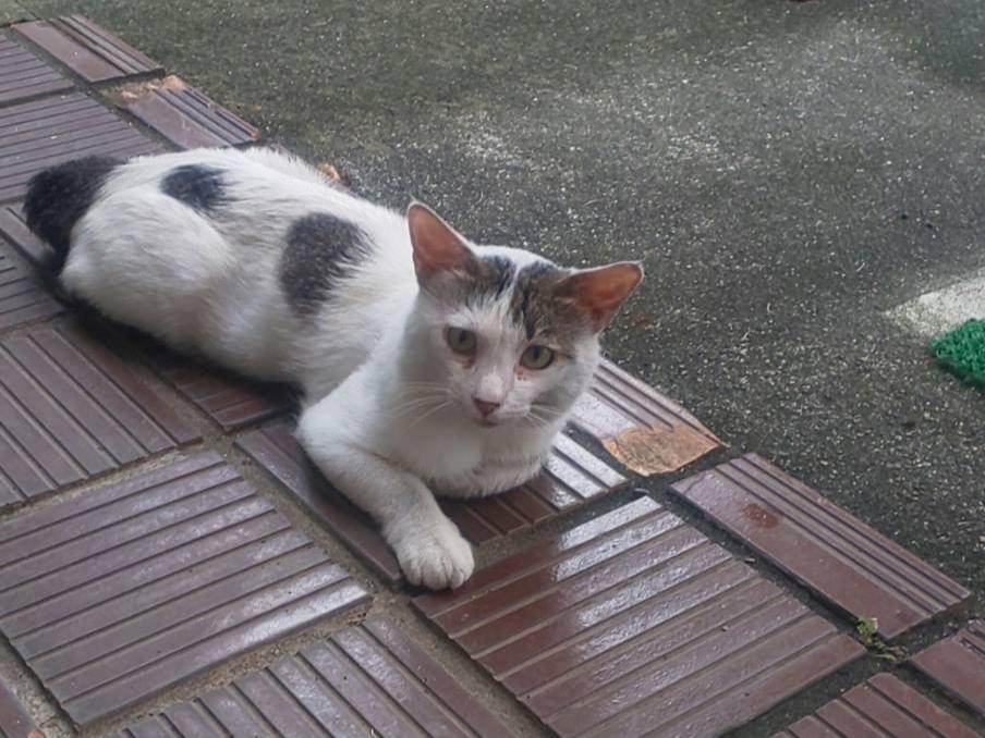 目撃された猫 目撃された猫
