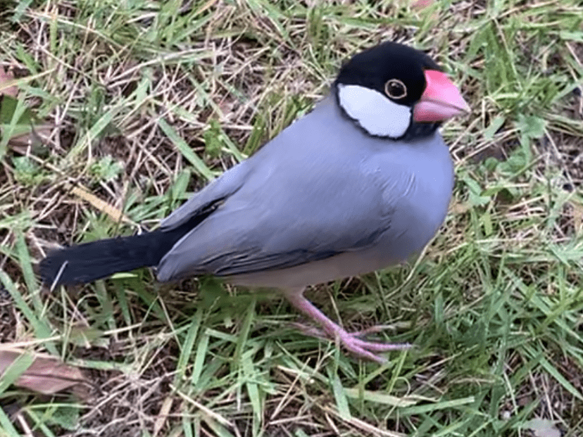 目撃された鳥 目撃された鳥