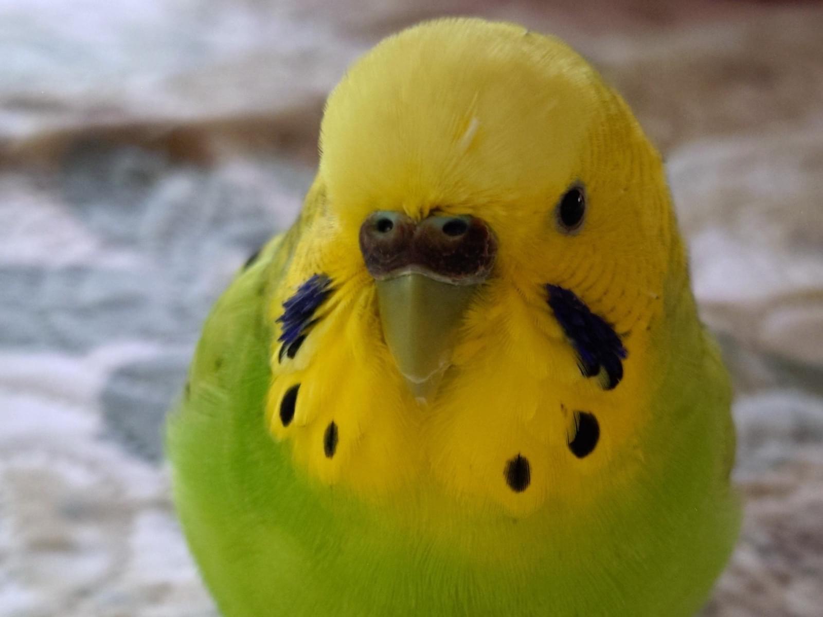 ぴのちゃん