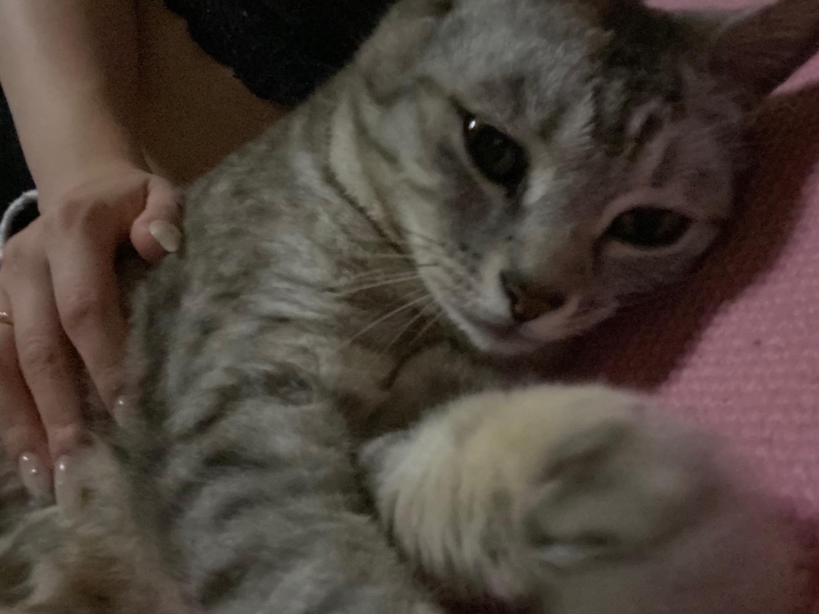 ここちゃん ここちゃん