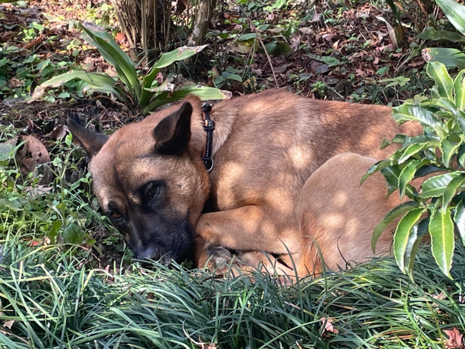 目撃された犬 目撃された犬