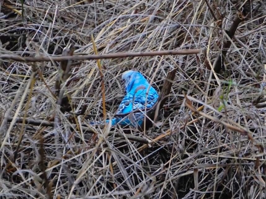 目撃された鳥 目撃された鳥