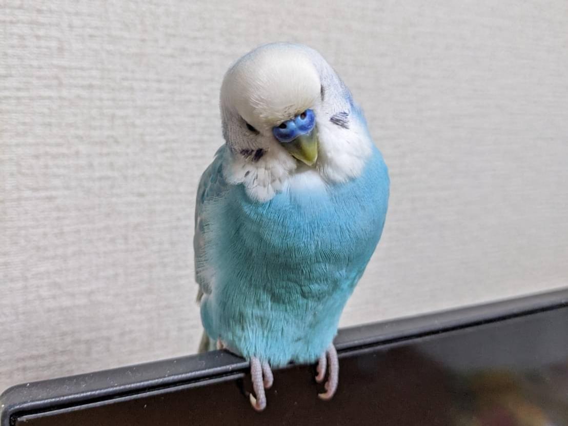 ぽっぽちゃん ぽっぽちゃん