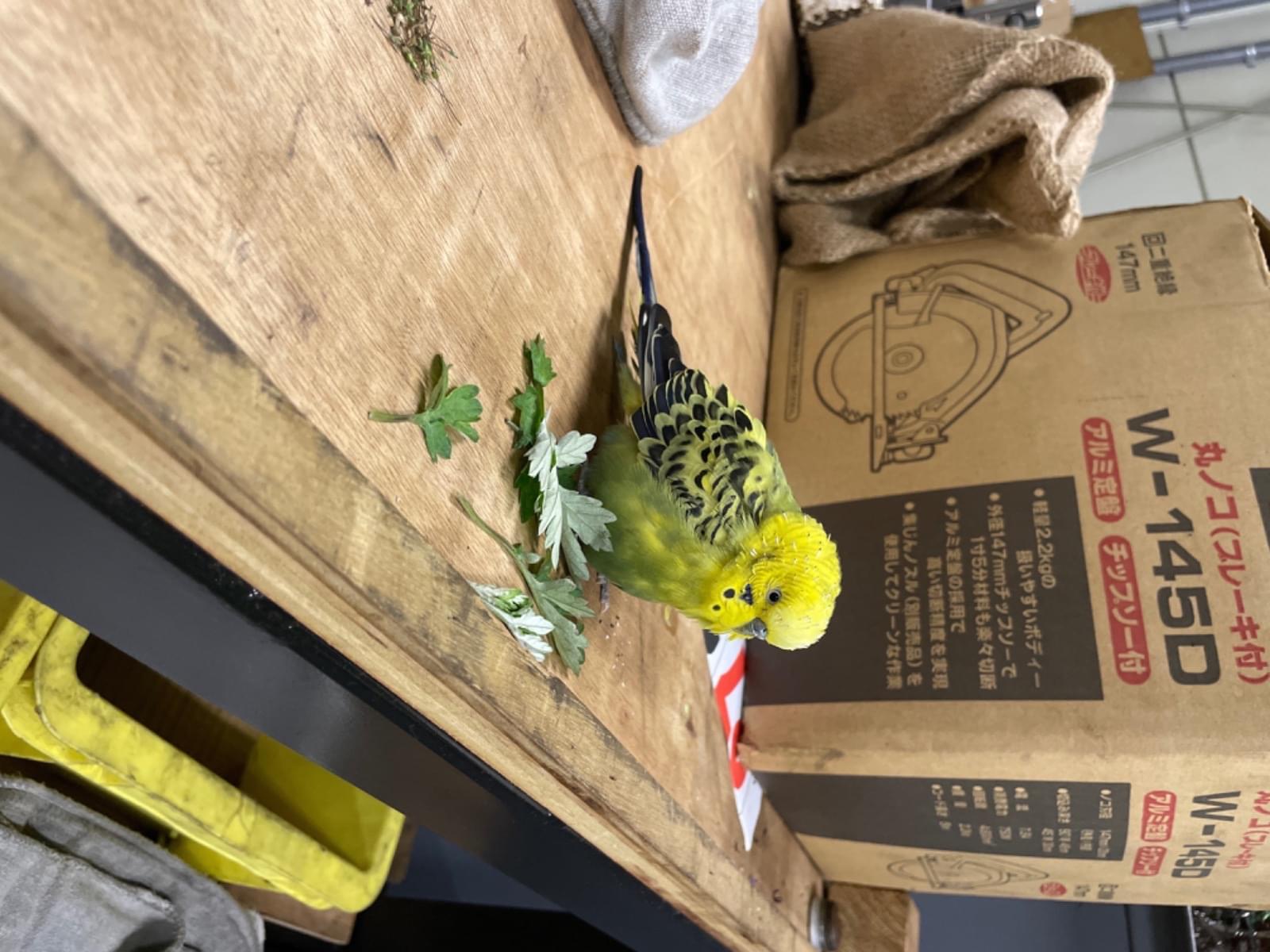 保護された鳥 保護された鳥