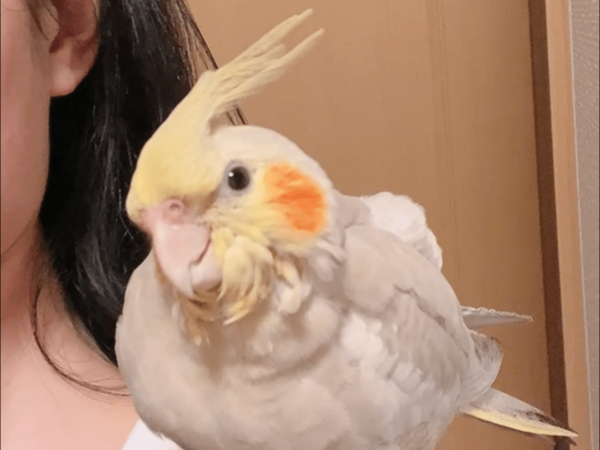 モコちゃん モコちゃん