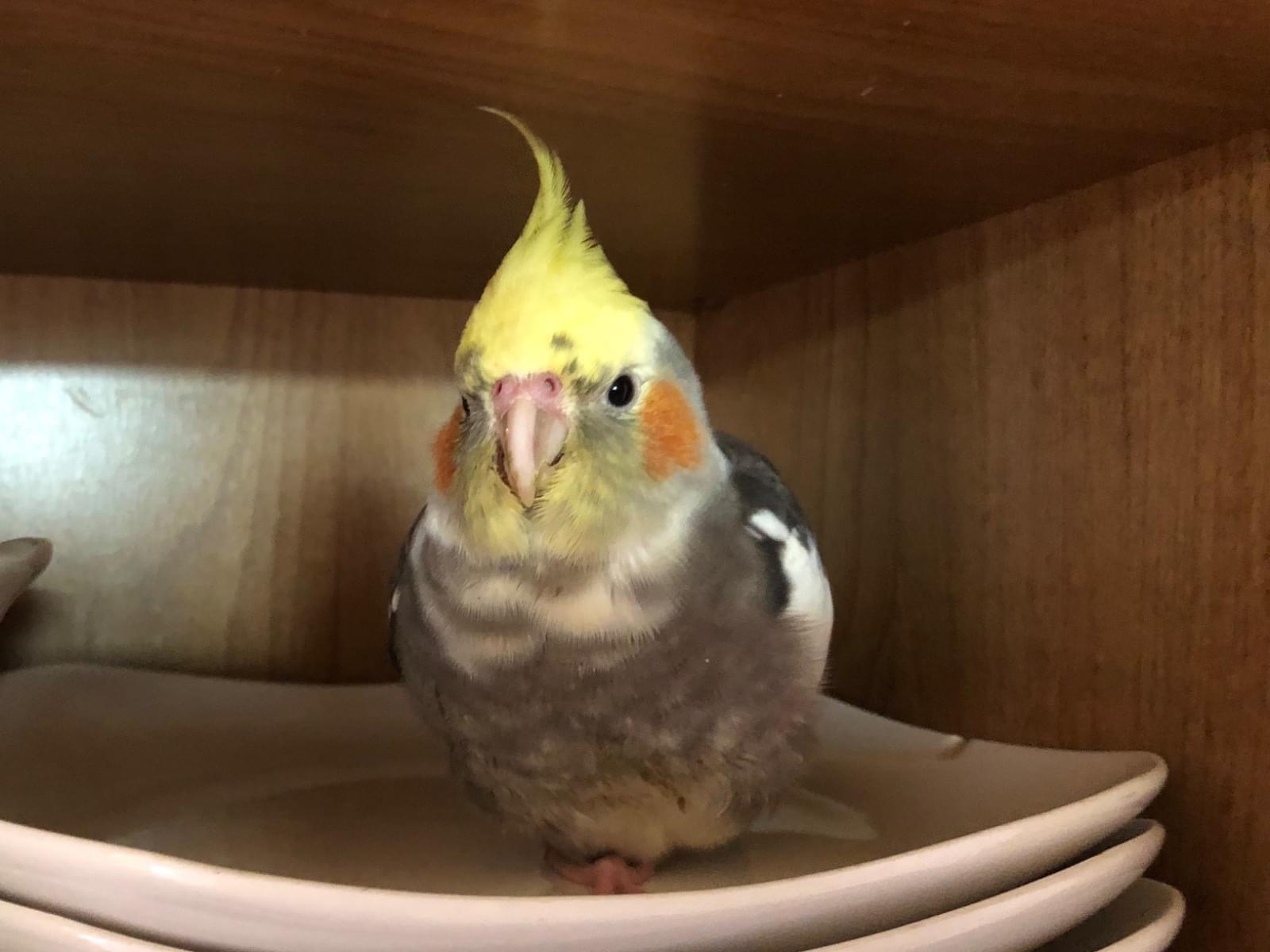 てんてんちゃん てんてんちゃん
